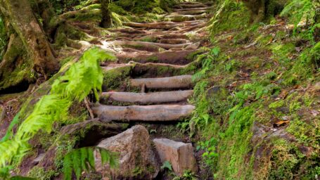 Green hiking trail