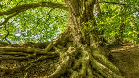 large tree with roots exposed