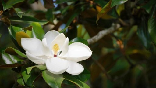 A magnolia flower