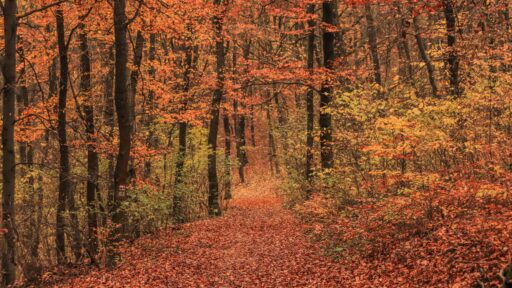 Fall Scenery